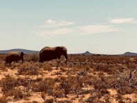 two elephants walking in the desert with mountains in the background